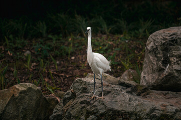Gorgeous young white stork bird stays near river water on rocks looks for prey. Common animals in...