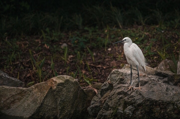 Gorgeous young white stork bird stays near river water on rocks looks for prey. Common animals in the wild. Lonely crane finds food. Birds widely known inhabitants worldwide, wildlife.