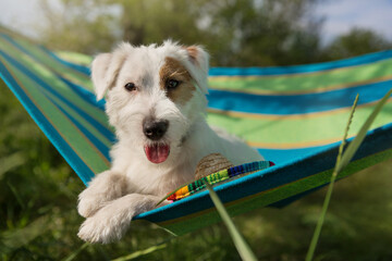 portrait of a cute puppy lying in a hammock, opening its mouth, as if smiling, the concept of travel