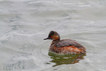 春の海で漂う夏羽のハジロカイツブリ