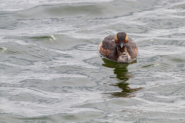 Fototapeta premium 春の海で漂う夏羽のハジロカイツブリ 