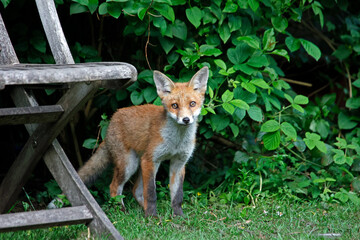 Fox cubs exploring and playing in an urban garden