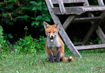 Fox cubs exploring and playing in an urban garden