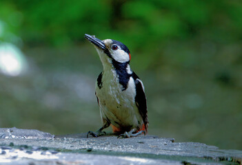 Young wild woodpecker in the forest on a stump.