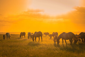 Obraz na płótnie Canvas Sunset horses