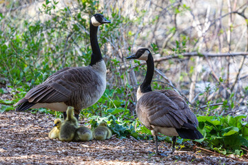 Canadian Family