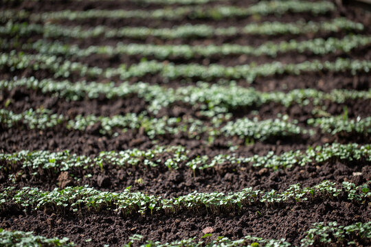 Green manure, siderates. Young sprouts grow in field. Organic fertilizer.
