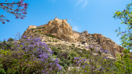Santa Barbara Castle on cliff in Alicante, Costa Blanca region in Spain. Jacaranda mimosifolia tree...