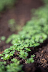Green manure, siderates. Young sprouts grow in field. Organic fertilizer.