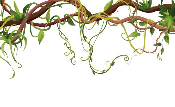 Liana or vine winding branches with tropic leaves background. Cartoon vector illustration. Jungle tropical climbing plants.