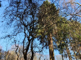 tree and sky