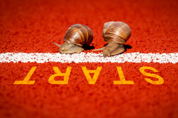 Close-up of racing snails in front of start line