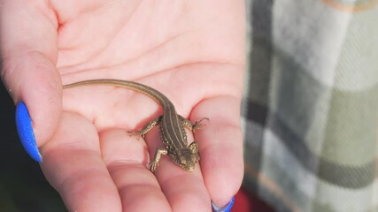 A small gray lizard on a womans palm