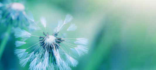 Beautiful closeup of blowball dandelion in nature in spring summer morning, with bokeh and blue...