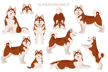 Alaskan malamute all colours clipart. Different coat colors and poses set - obrazy, fototapety, plakaty