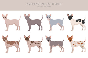 American hairless terrier all colours clipart. Different coat colors and poses set.