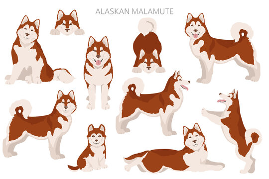 Malamute drawing hotsell