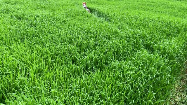4k Young dog running fast through high green grass on a field