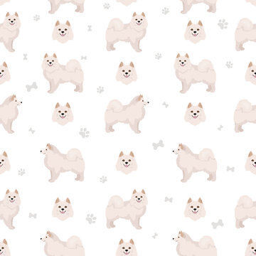 American eskimo dog all colours seamless pattern.. Different coat colors set