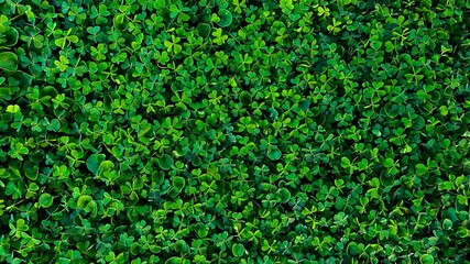 Green clover background.  Clover lawn.  Top view, copy space, wallpaper.  Background for St....