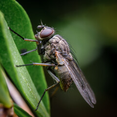 fly on leaf