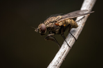fly on a branch