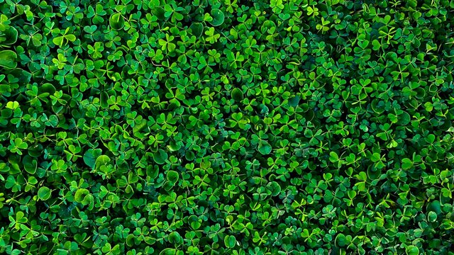 Green clover background.  Clover lawn.  Top view, copy space, wallpaper.  Background for St. Patrick's Day.  Natural natural background.