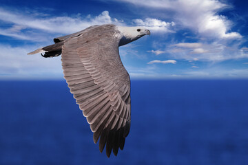 White-bellied Sea Eagle in flight