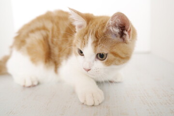 cat on a white background