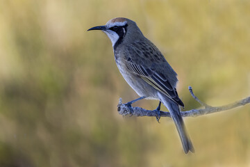 Naklejka premium Tawny-crowned Honeyeater perched on branch