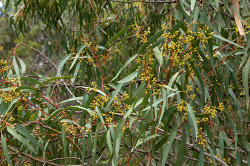 Hillston Australia, close-up of leaves and buds of a eucalyptus tree 