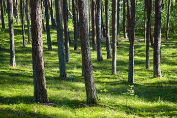 Sunny morning in a pine forest. Shadows from trees on a green meadow