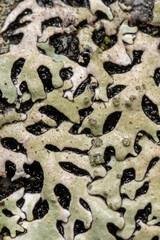 Lichen pattern on rock