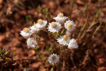 Cobar Australia, dry white flowers of a coronidium elatum or white paper daisy against red dirt 