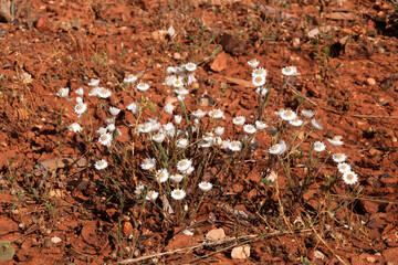 Cobar Australia, dry white flowers of a coronidium elatum or white paper daisy against red dirt 