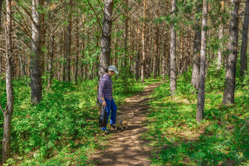 One woman in her 50s is walking with a small dog in a pine forest. The woman gives commands to the...