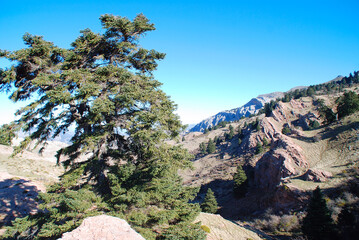 ABIES PINSAPO, ABETO ESPAÑOL