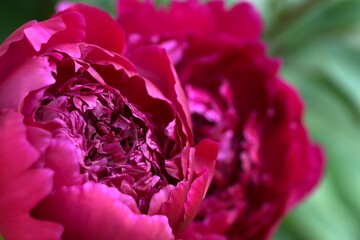Rouge peony flower closeup, peonies floral background.