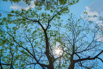 background nature dry tree the sky with copy space for text and leaves of frame.