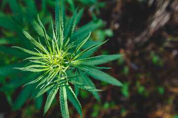 Cannabis plant on dark background outside. Weep hemp leaves in nature. Medical marijuana bush...