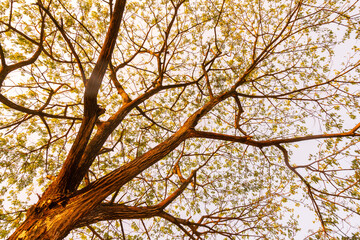 Fototapeta premium Yellow tree or background for spring and summer season.