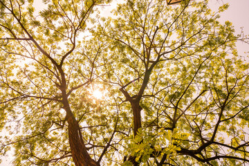 Fototapeta premium Yellow tree or background for spring and summer season.