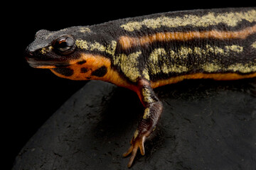 Sword-tail newt (Cynops ensicauda popei)