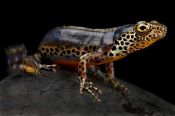 Apennine newt (Ichthyosaura alpestris apuana)