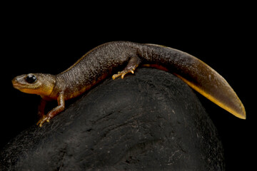 Italian crested newt (Triturus carnifex) melanistic