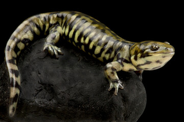 Gray barred tiger salamander (Ambystoma maevortium diabolo)