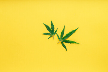 Green hemp leaf on color yellow background. Medical marijuana plant. Cannabis Sativa. Weed legalize.