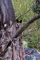 Wallaby hiding in the bush