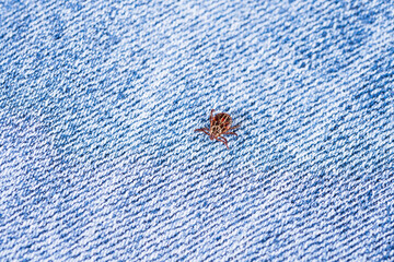 Mite sitting on clothes. Danger of parasite tick bite.