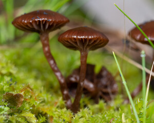 Mushrooms in moss.